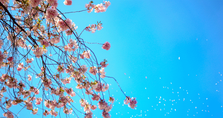 Ciel bleu branche arbre en fleur
