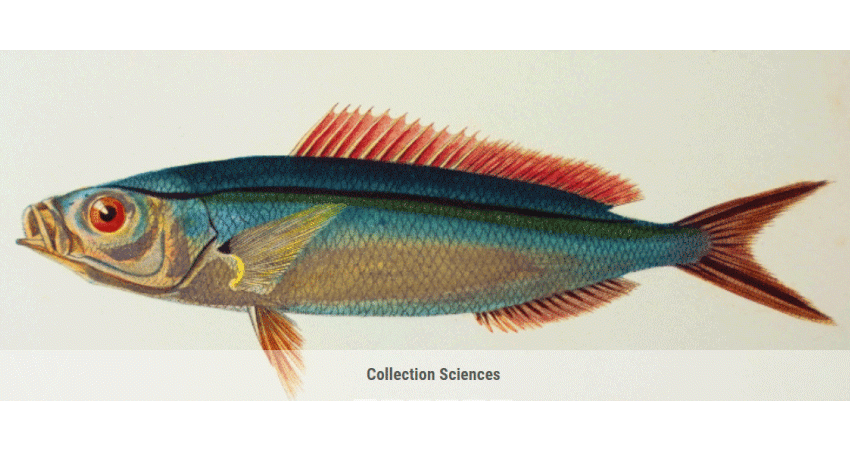 Illustration poisson