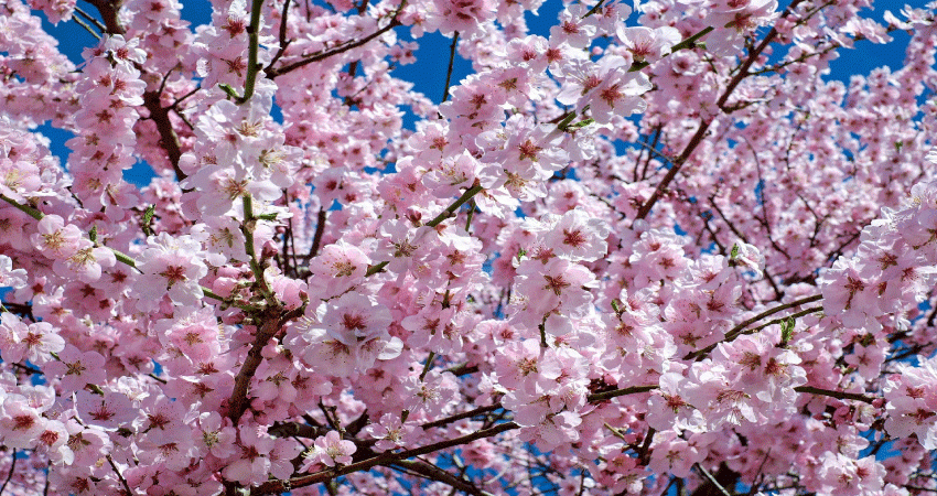 Cerisier en fleurs