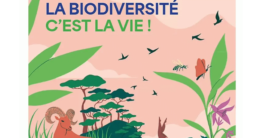 Illustration  dessins animaux en couleurs