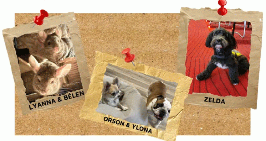 Photo chiens et gerbilles