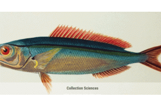 Illustration poisson