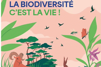 Illustration  dessins animaux en couleurs