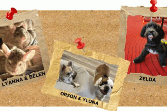Photo chiens et gerbilles