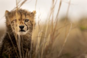 Photo bébé guépard